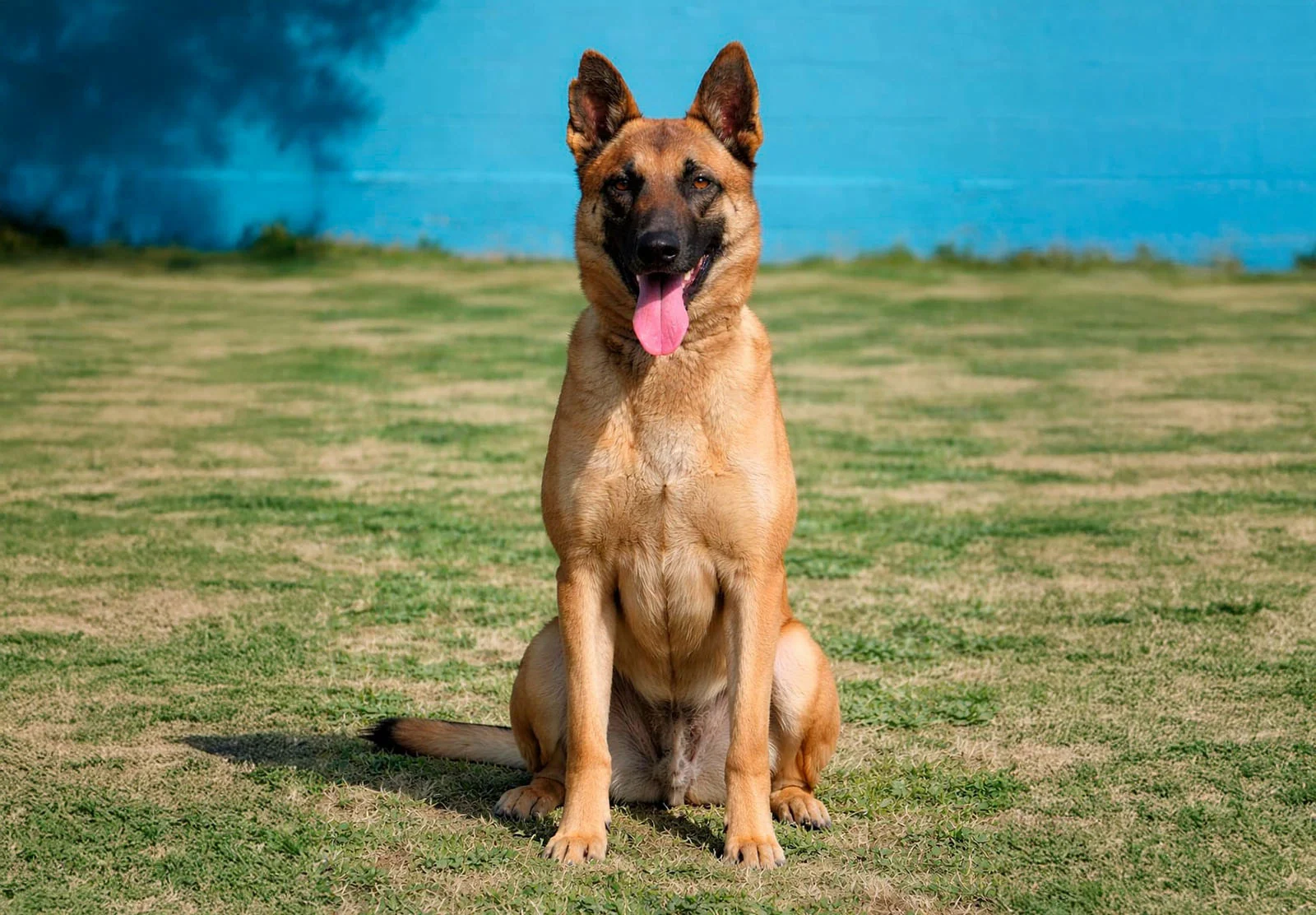 HERA, perro de Working Dog Solutions
