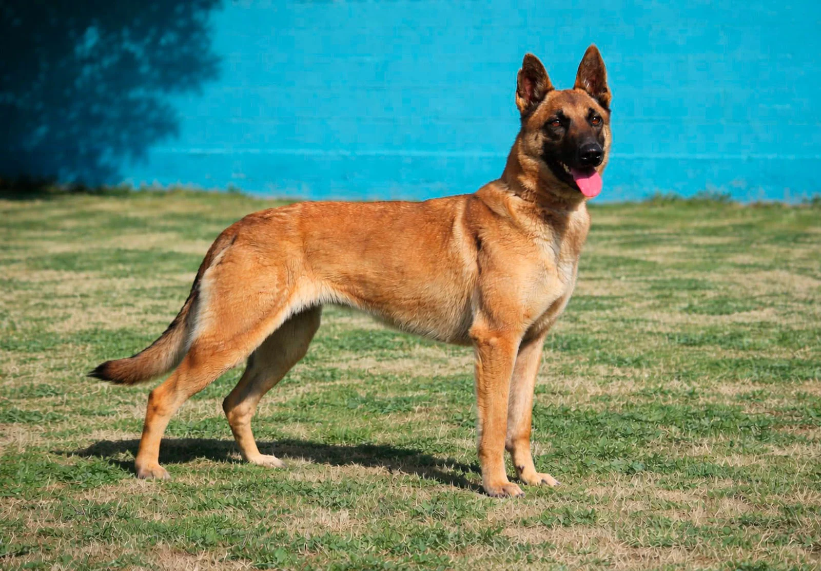 HERA, perro de Working Dog Solutions