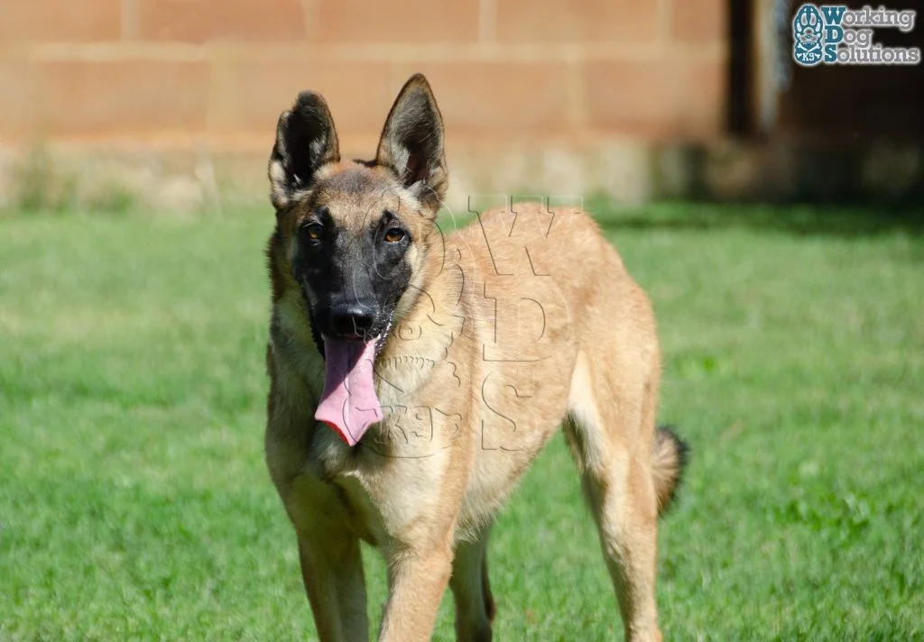 HERA, perro de Working Dog Solutions
