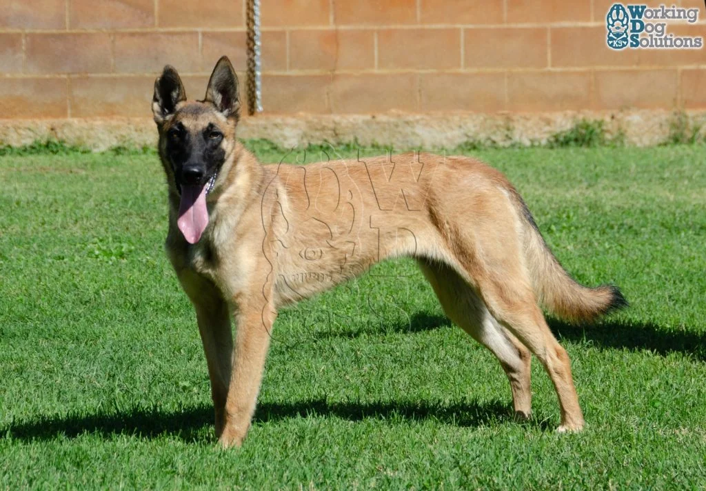 HERA, perro de Working Dog Solutions