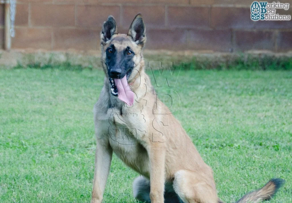 HERA, perro de Working Dog Solutions