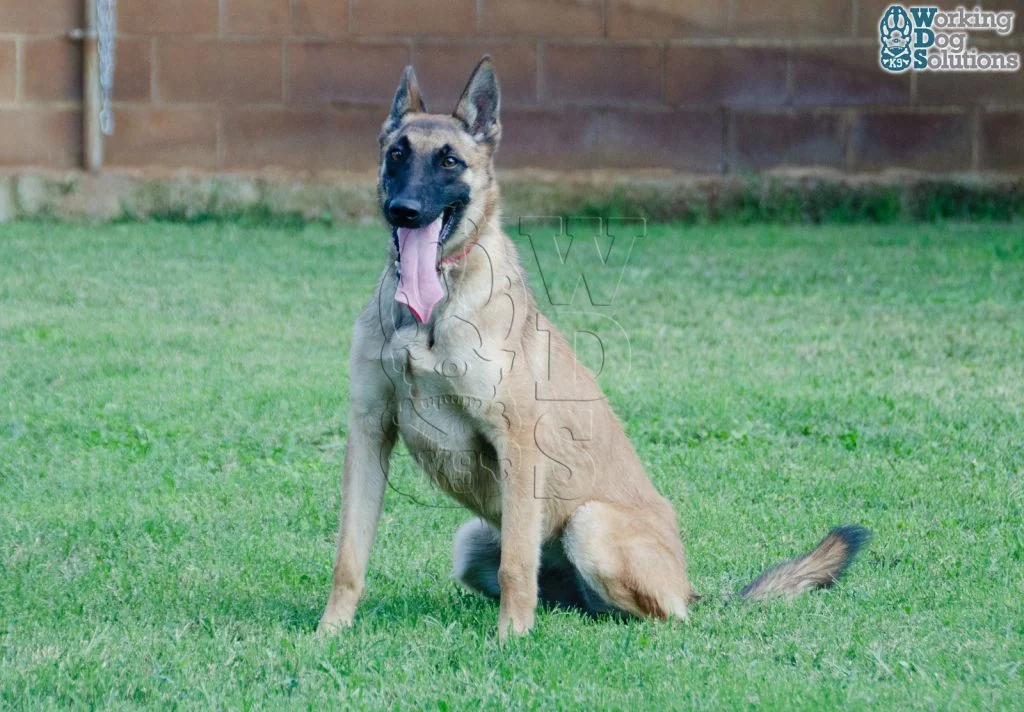 HERA, perro de Working Dog Solutions