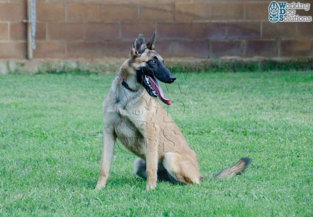 HERA, perro de Working Dog Solutions