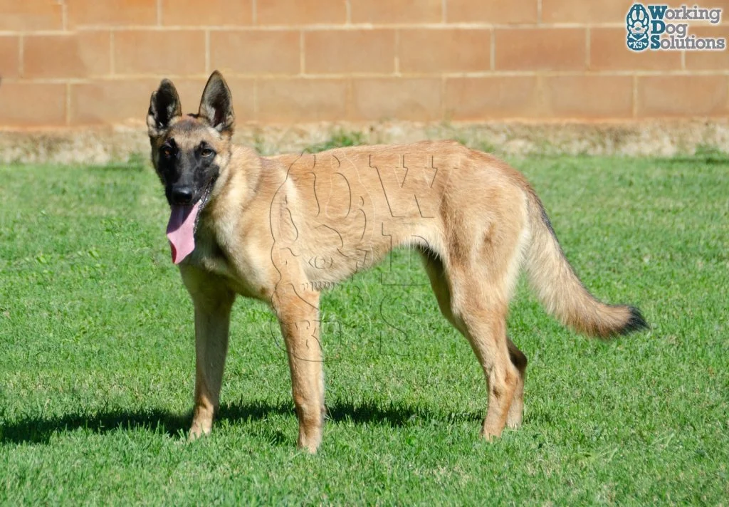 HERA, perro de Working Dog Solutions