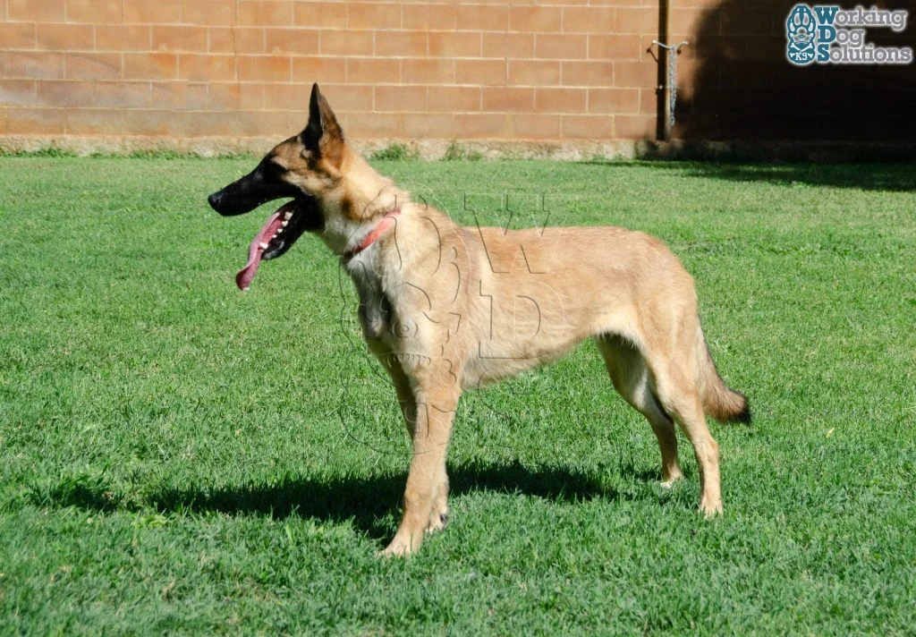 HERA, perro de Working Dog Solutions