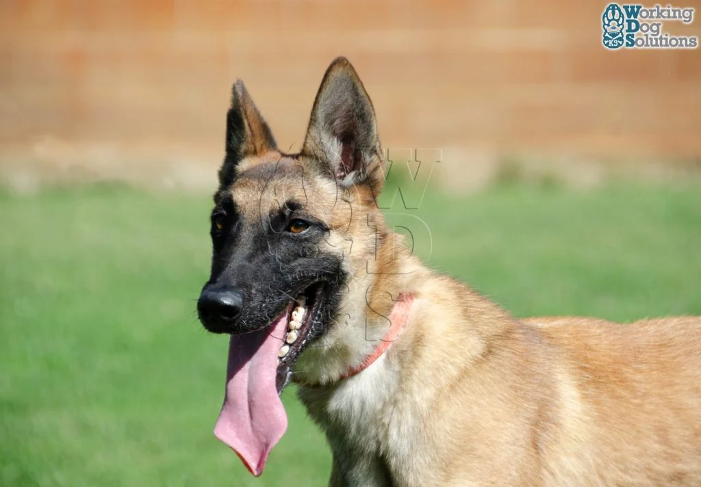 HERA, perro de Working Dog Solutions