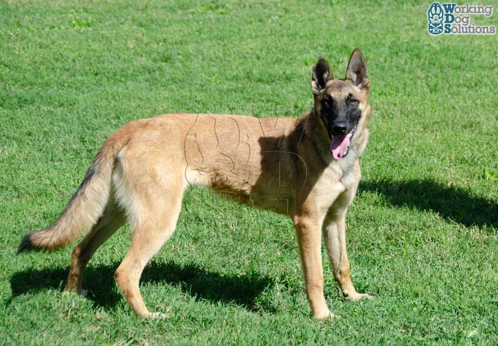 HERA, perro de Working Dog Solutions