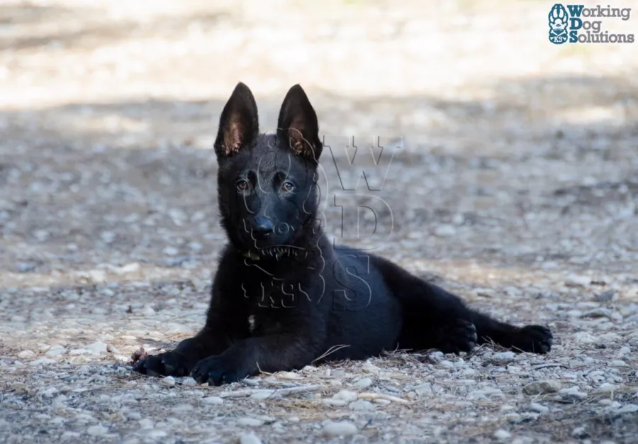 ARES, archives photographiques