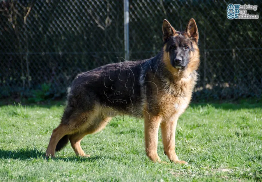RISKO, archives photographiques