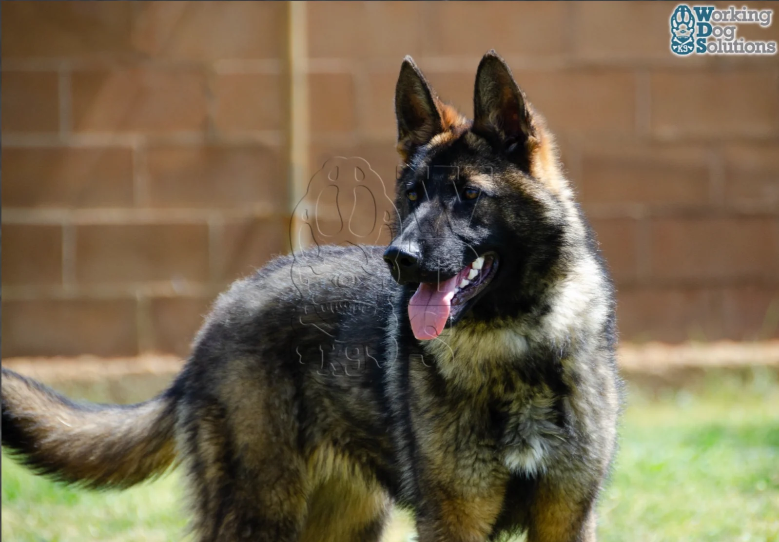 JANNA, perro de Working Dog Solutions