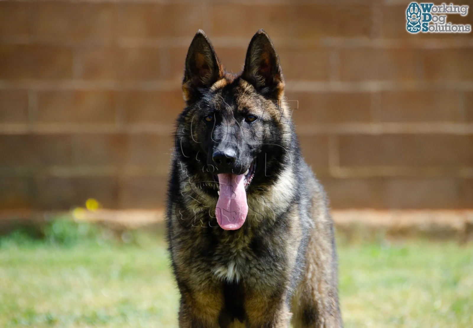 JANNA, perro de Working Dog Solutions