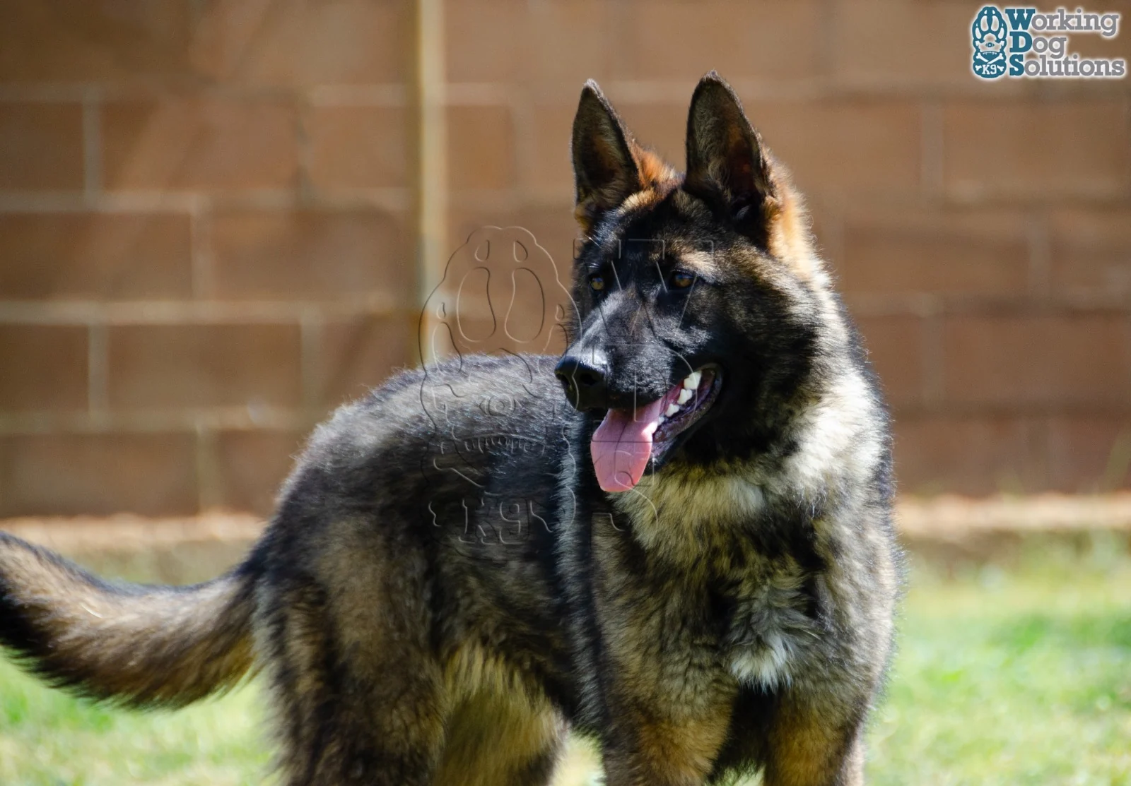JANNA, chien de Working Dog Solutions