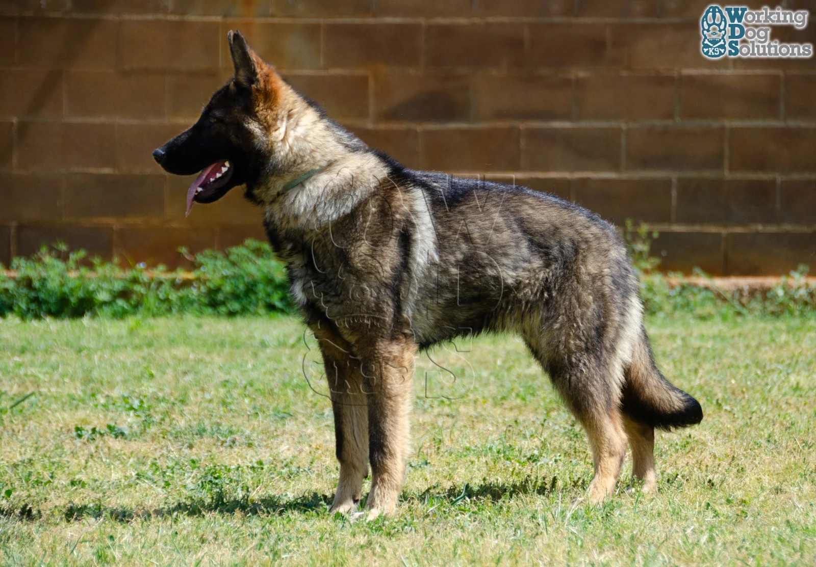 JANNA, perro de Working Dog Solutions