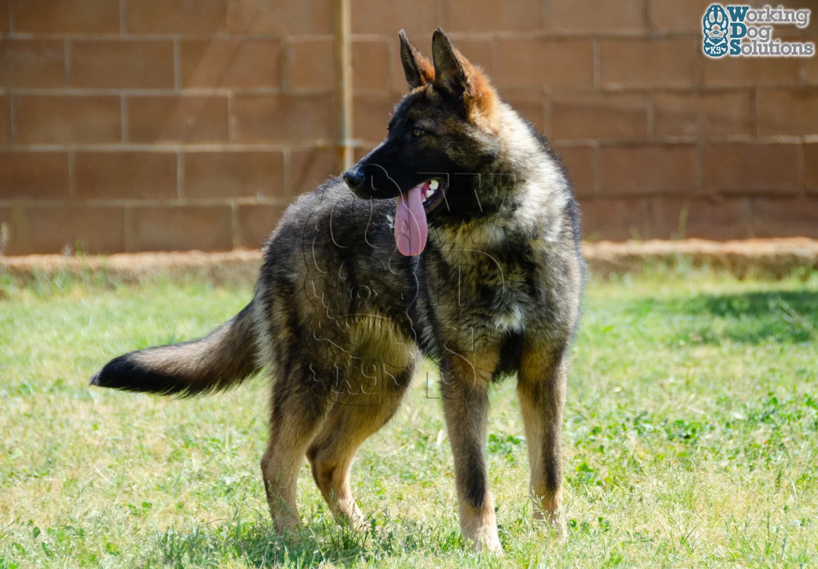 JANNA, perro de Working Dog Solutions