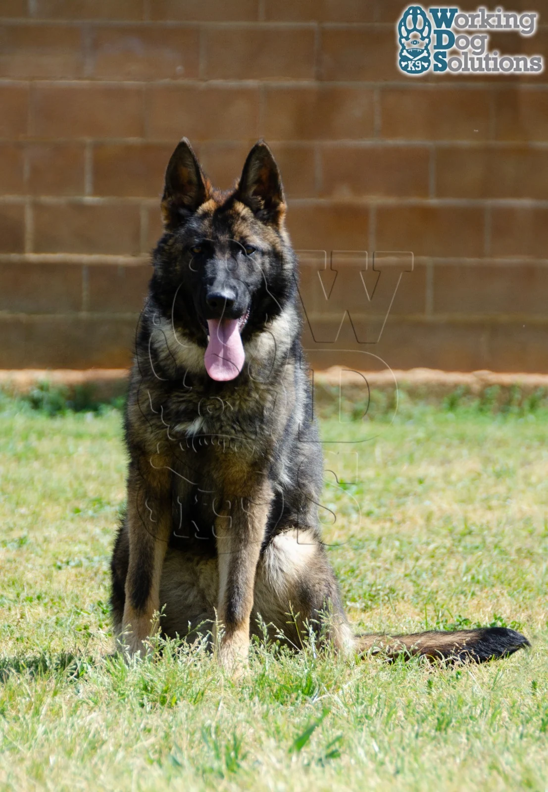 JANNA, perro de Working Dog Solutions