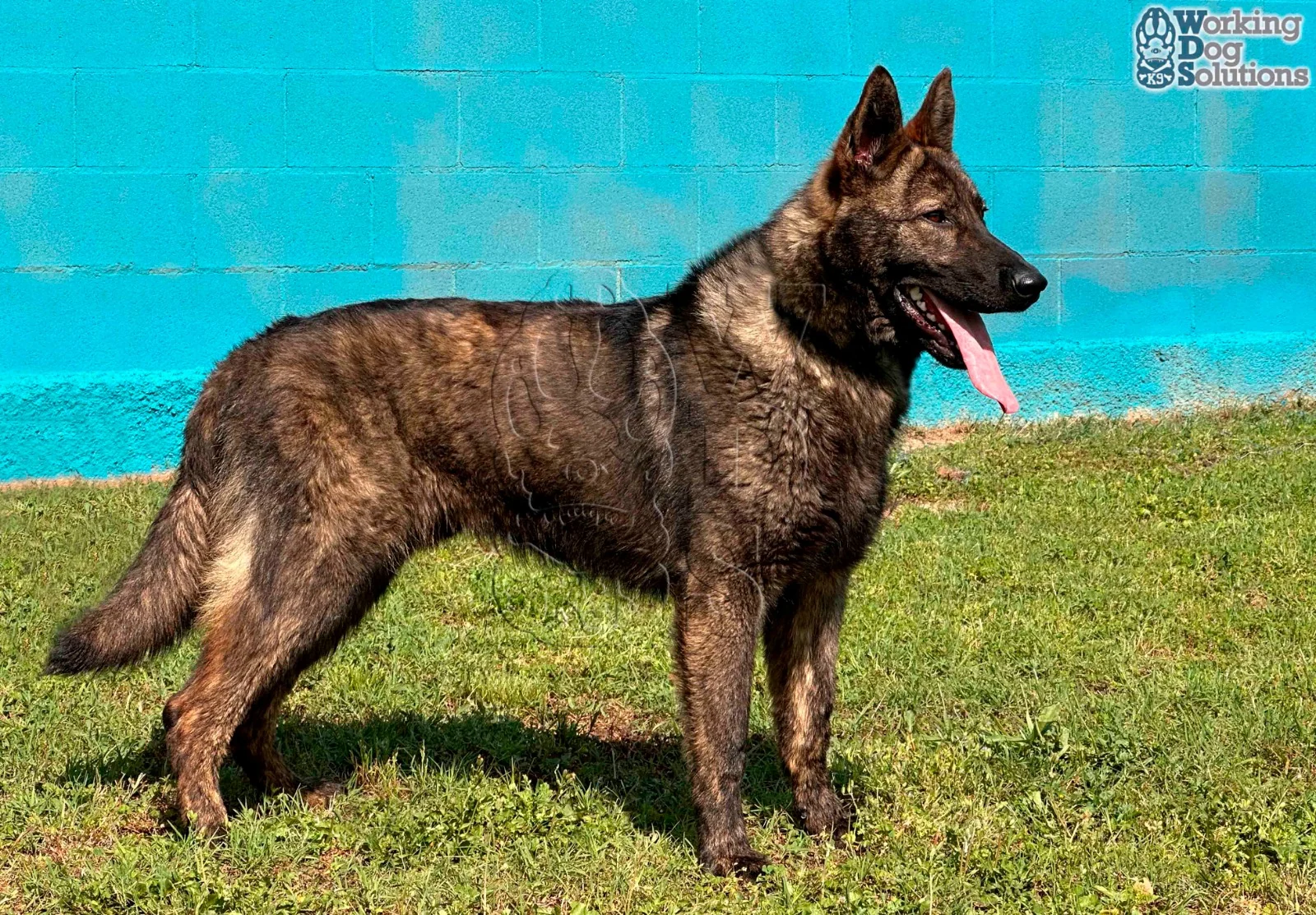 JUNO, chien de Working Dog Solutions