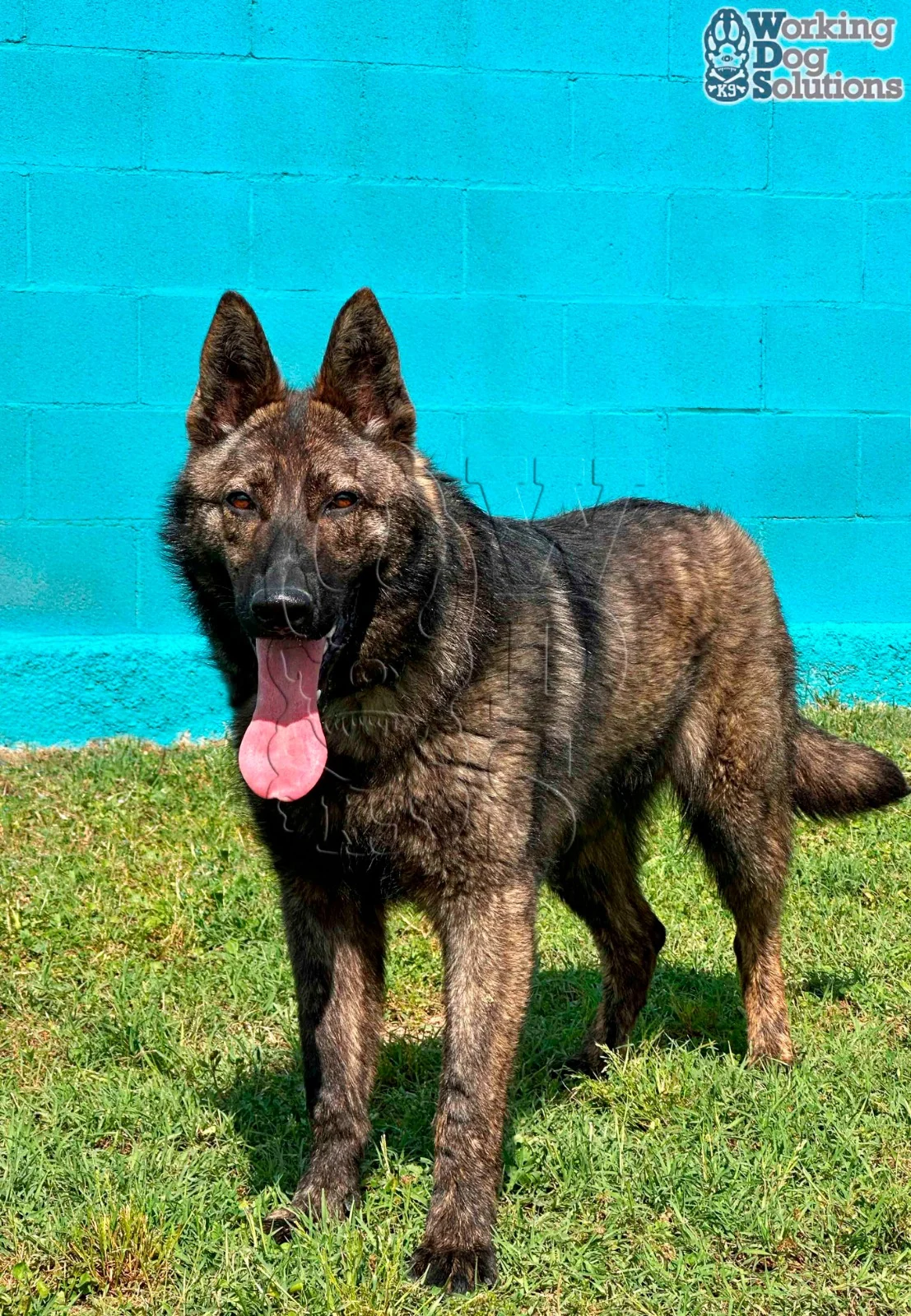 JUNO, photograph 9
