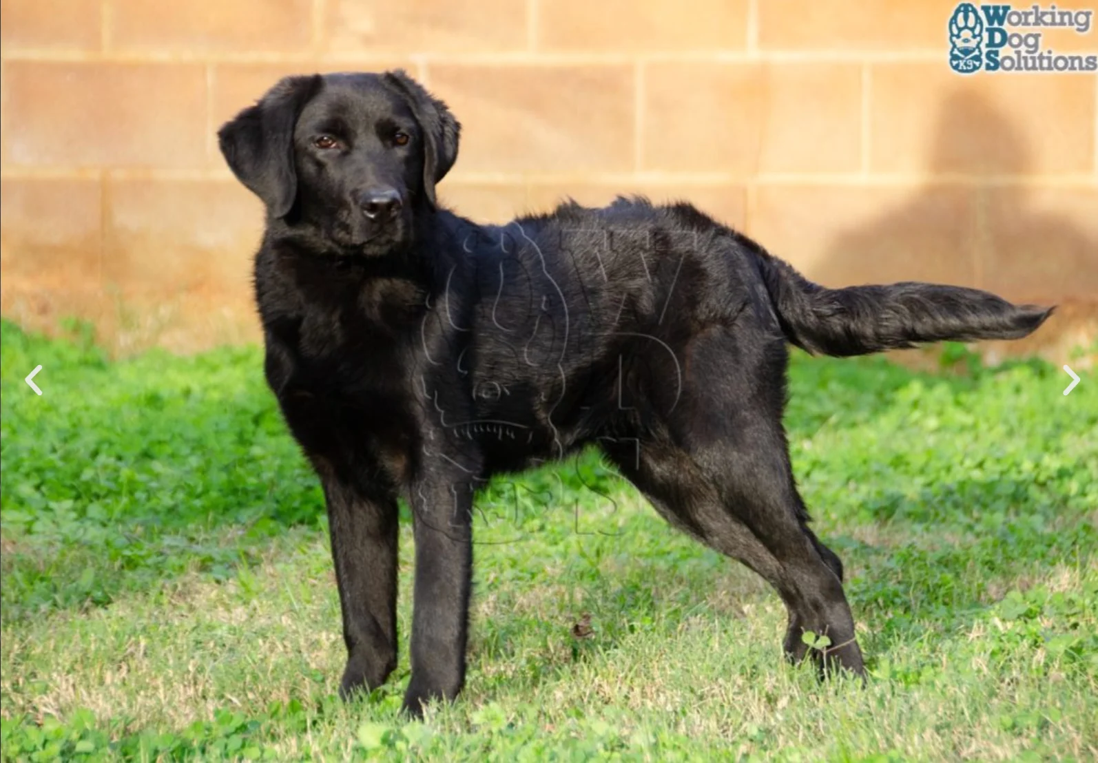 KHEPRI, perro de Working Dog Solutions