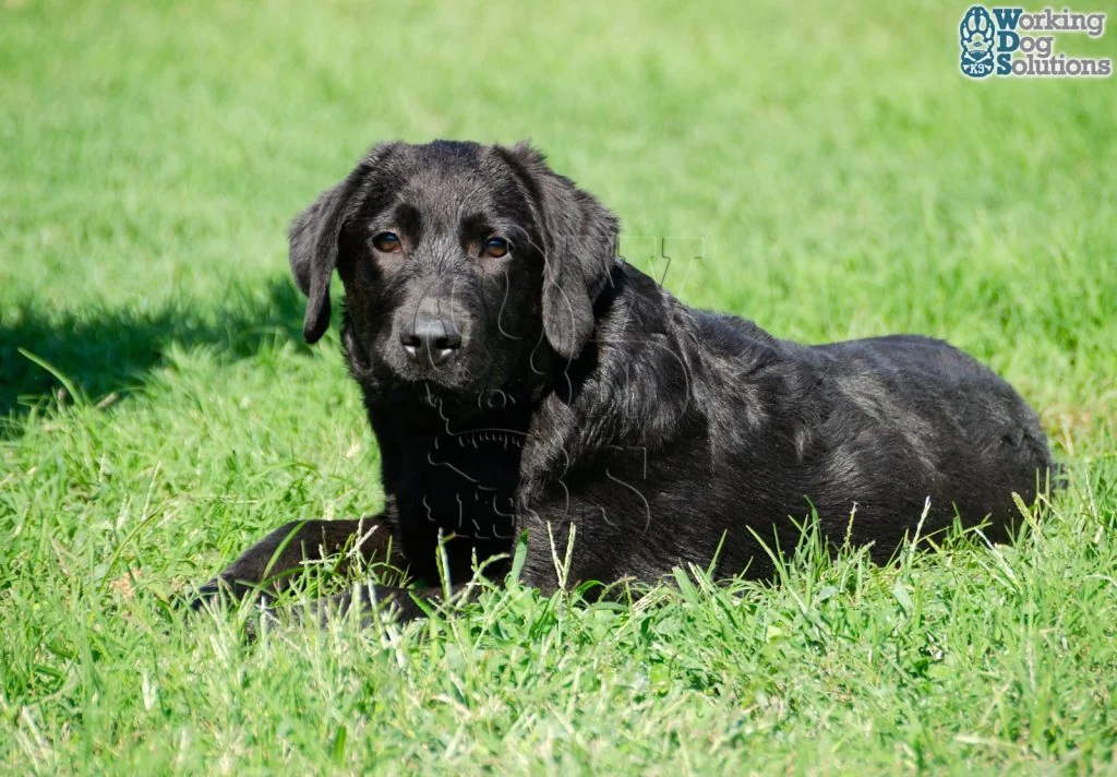 KHEPRI, perro de Working Dog Solutions