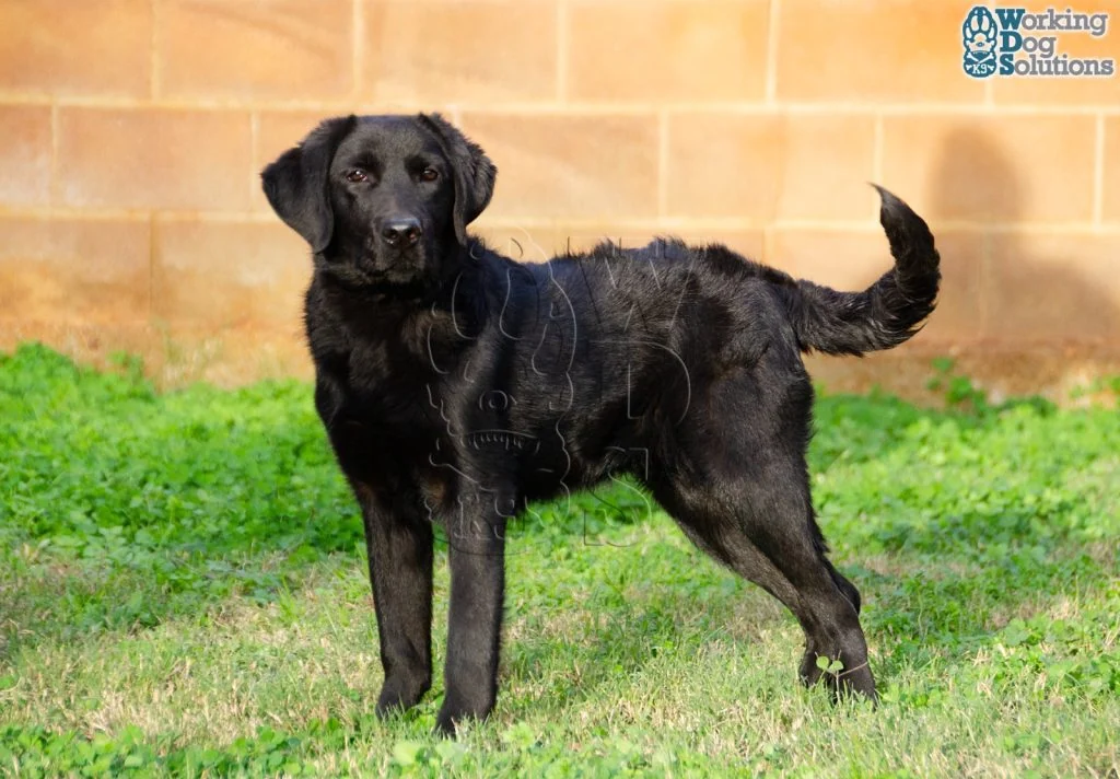 KHEPRI, perro de Working Dog Solutions