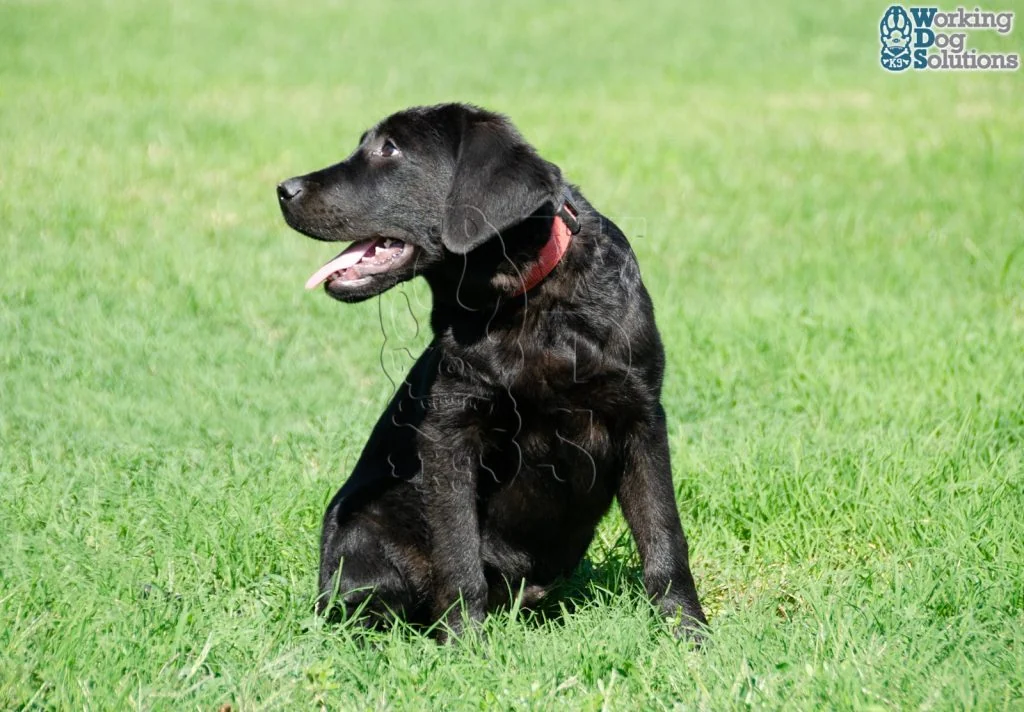KHEPRI, perro de Working Dog Solutions