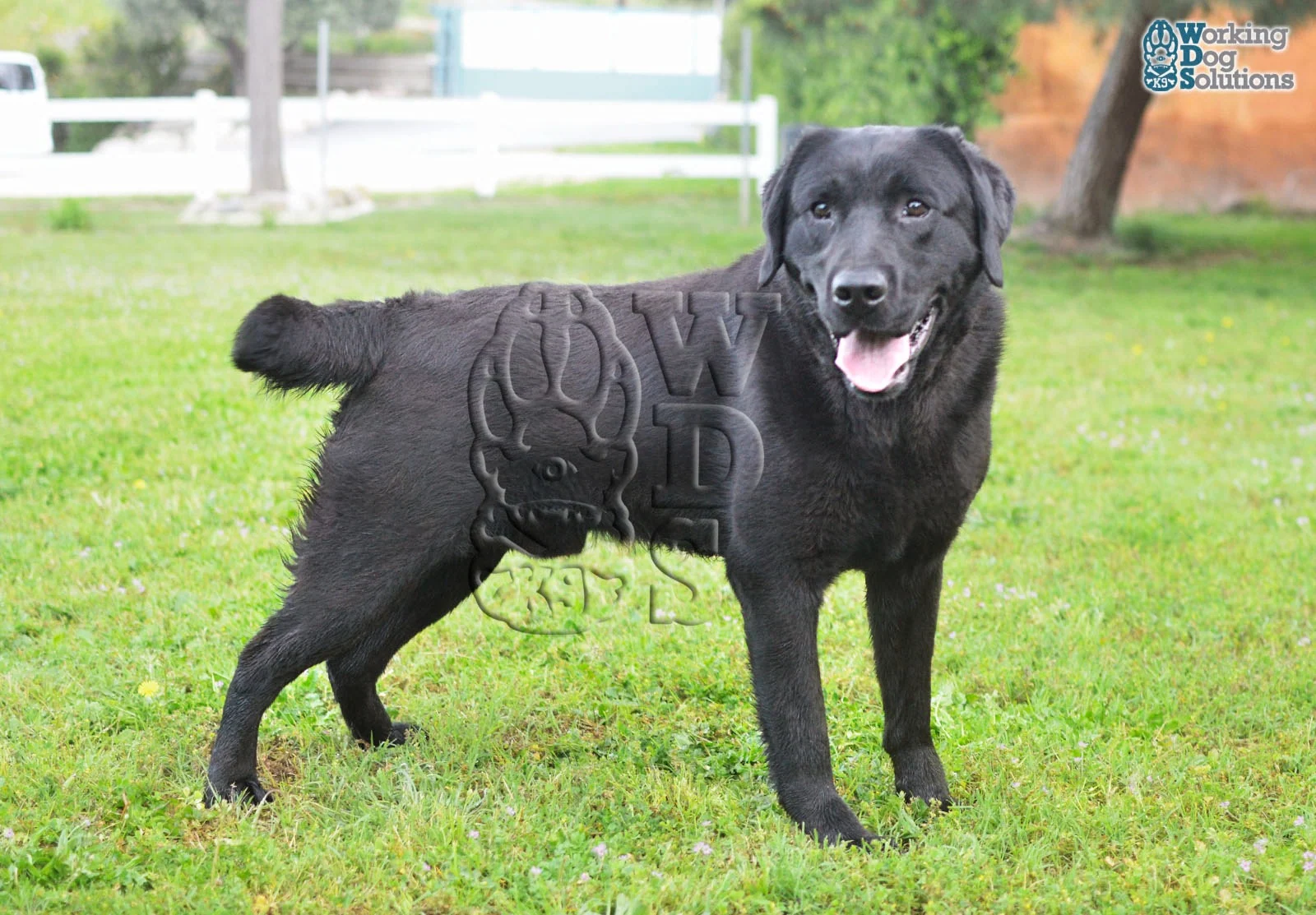 KHEPRI, chien de Working Dog Solutions