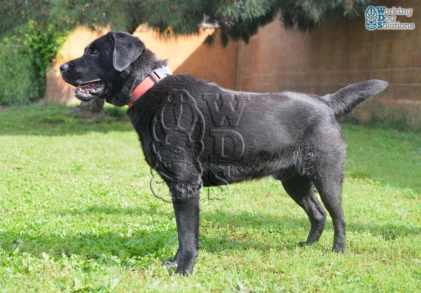 KHEPRI, perro de Working Dog Solutions
