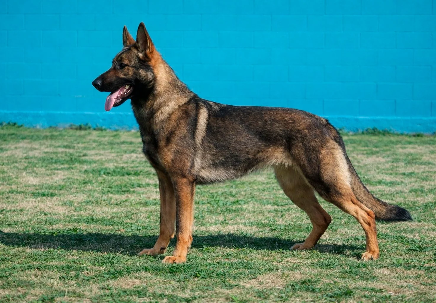 LAVA, perro de Working Dog Solutions