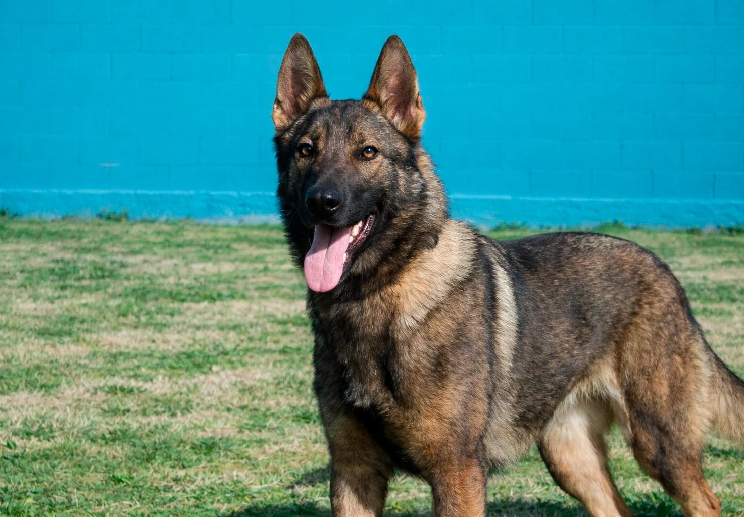 LAVA, perro de Working Dog Solutions