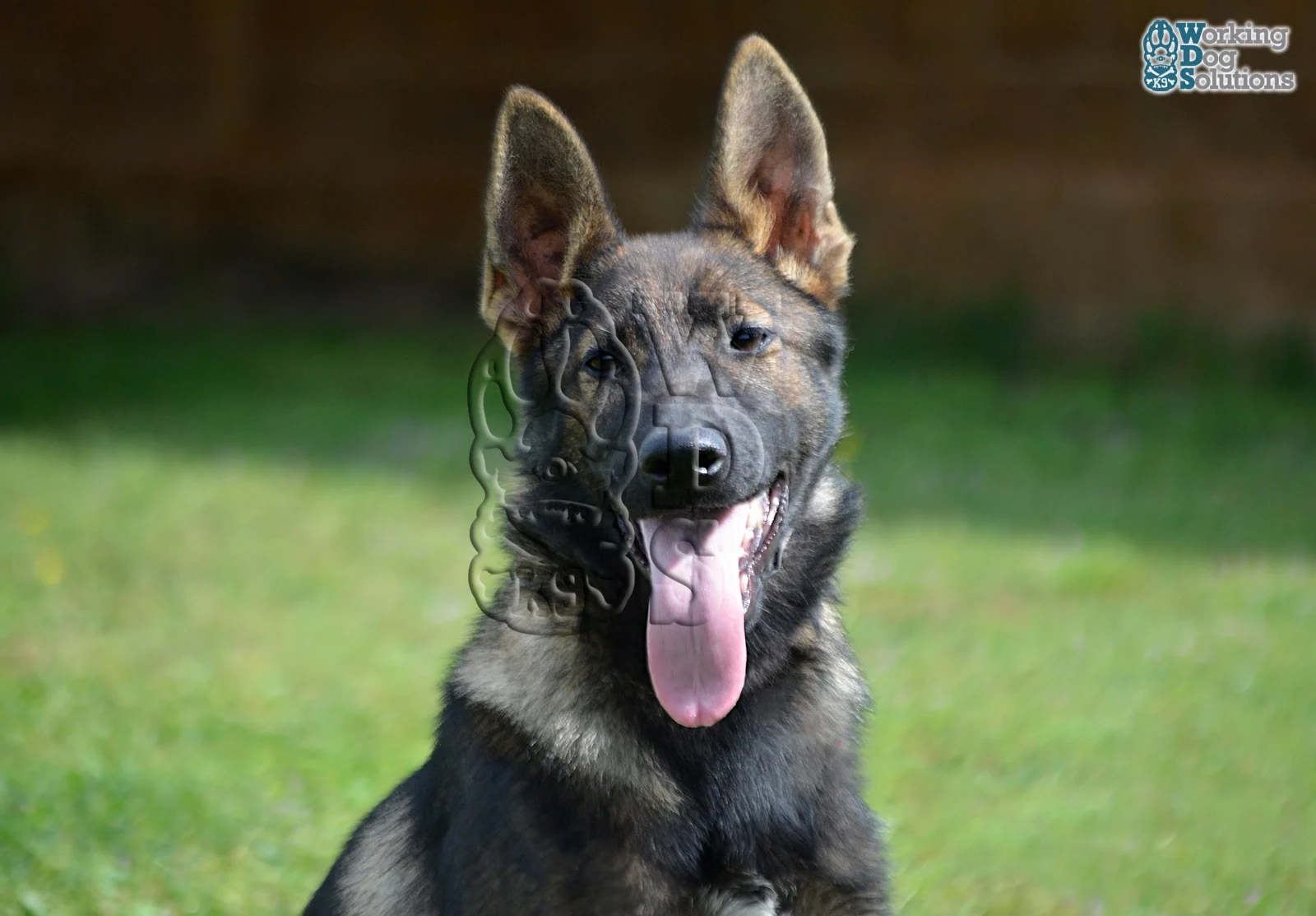LAVA, chien de Working Dog Solutions