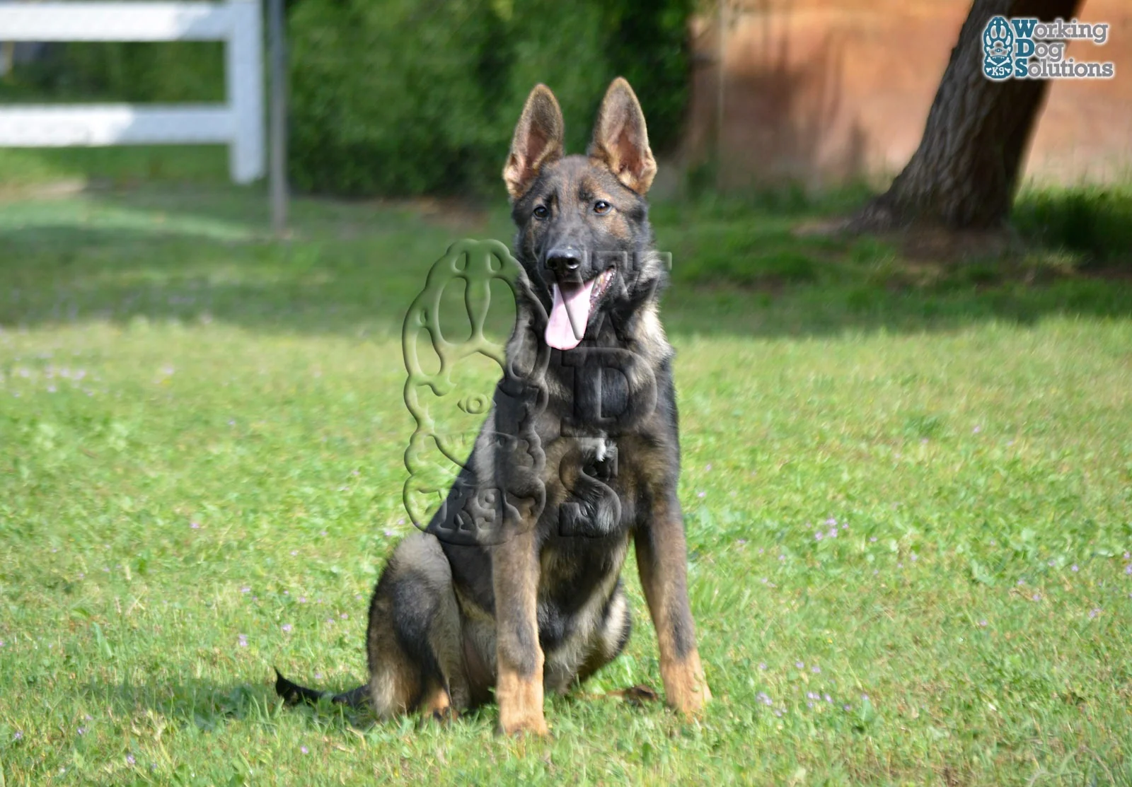 LAVA, perro de Working Dog Solutions