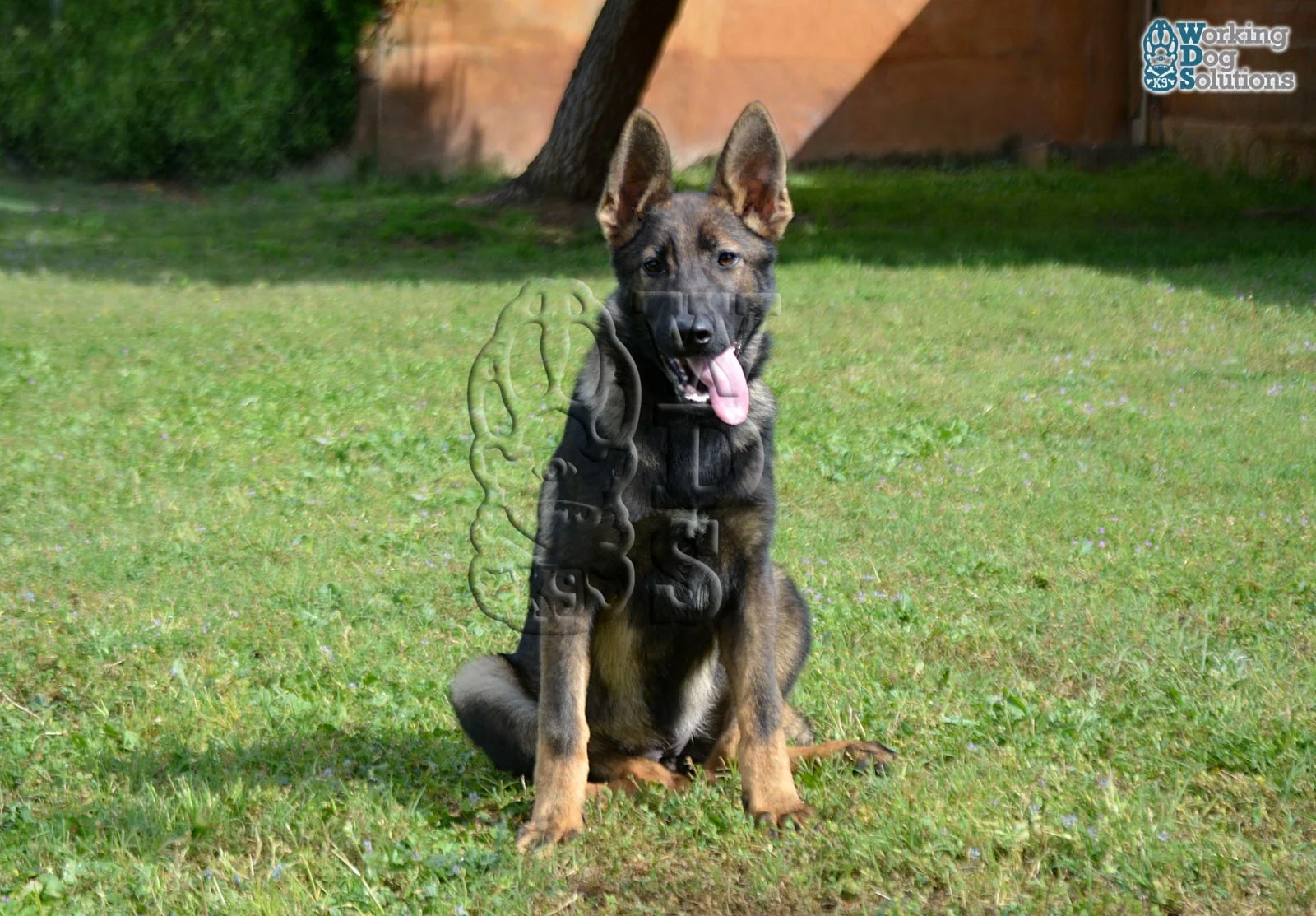 LAVA, perro de Working Dog Solutions