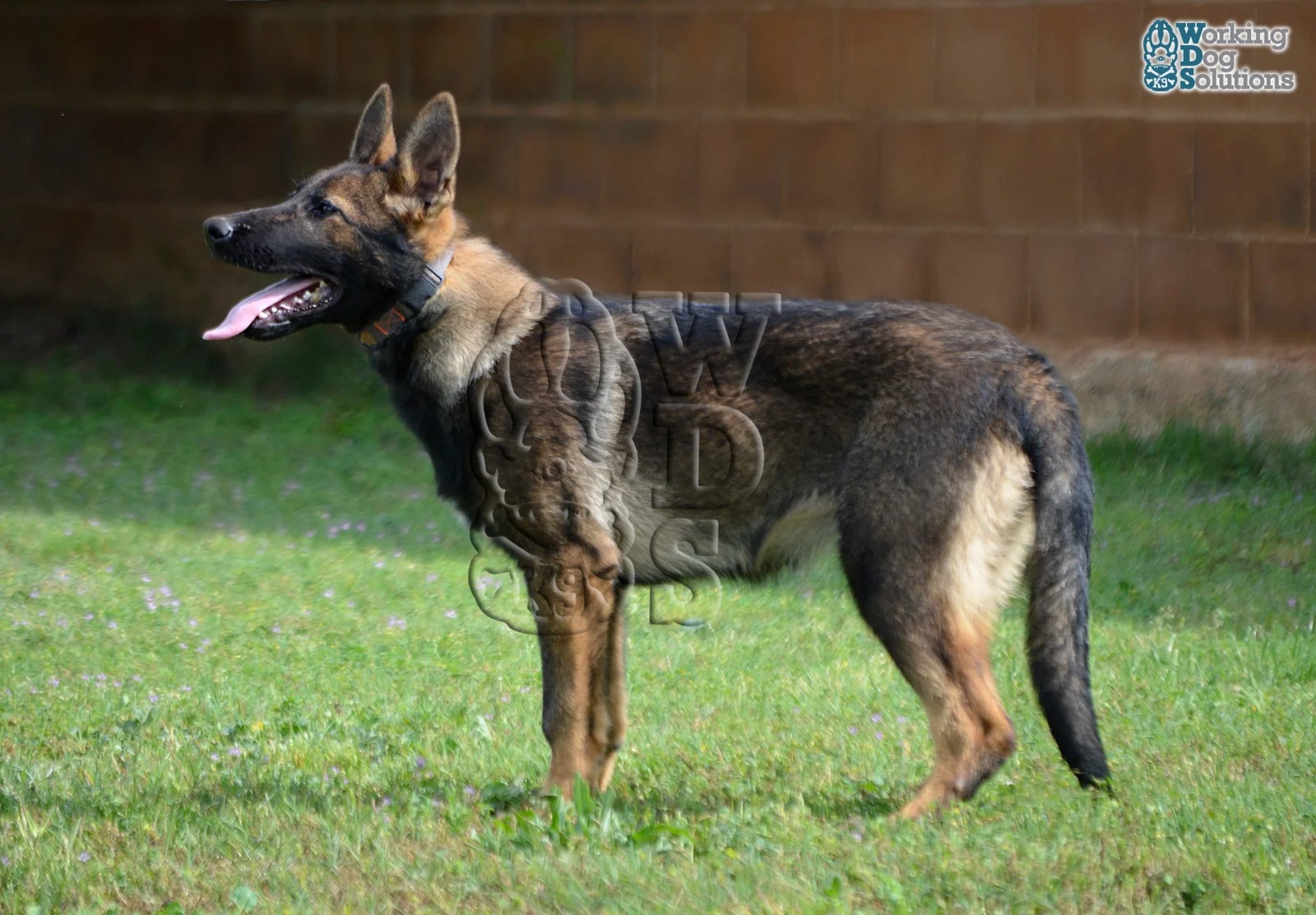 LAVA, perro de Working Dog Solutions