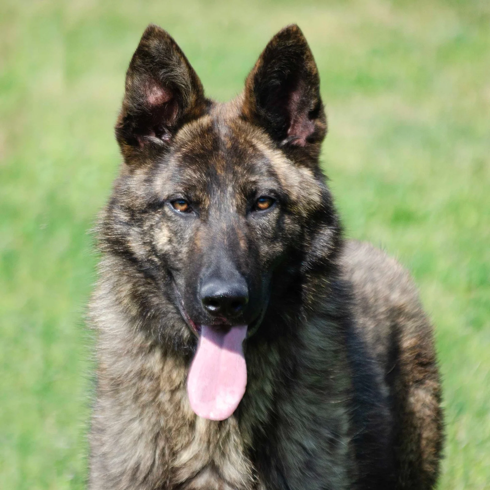 LIMA, chien de Working Dog Solutions