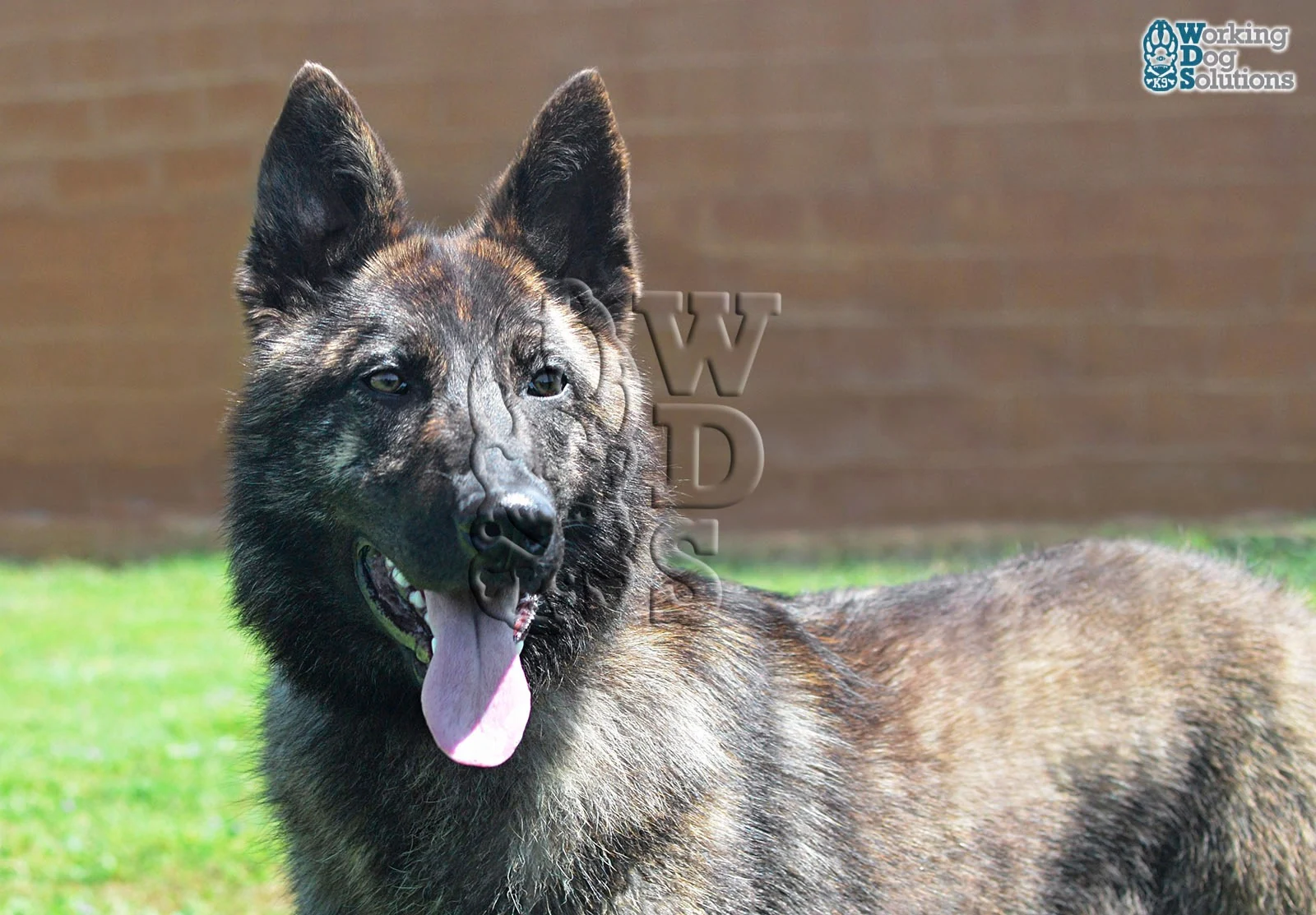 LIMA, perro de Working Dog Solutions