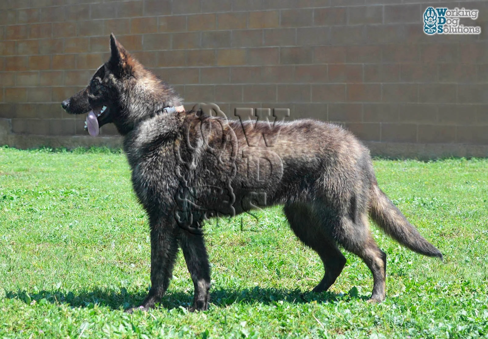 LIMA, perro de Working Dog Solutions