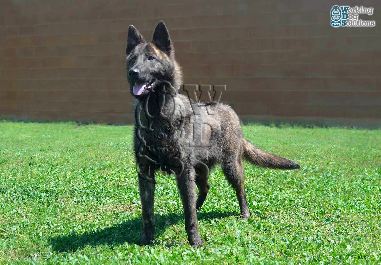 LIMA, perro de Working Dog Solutions