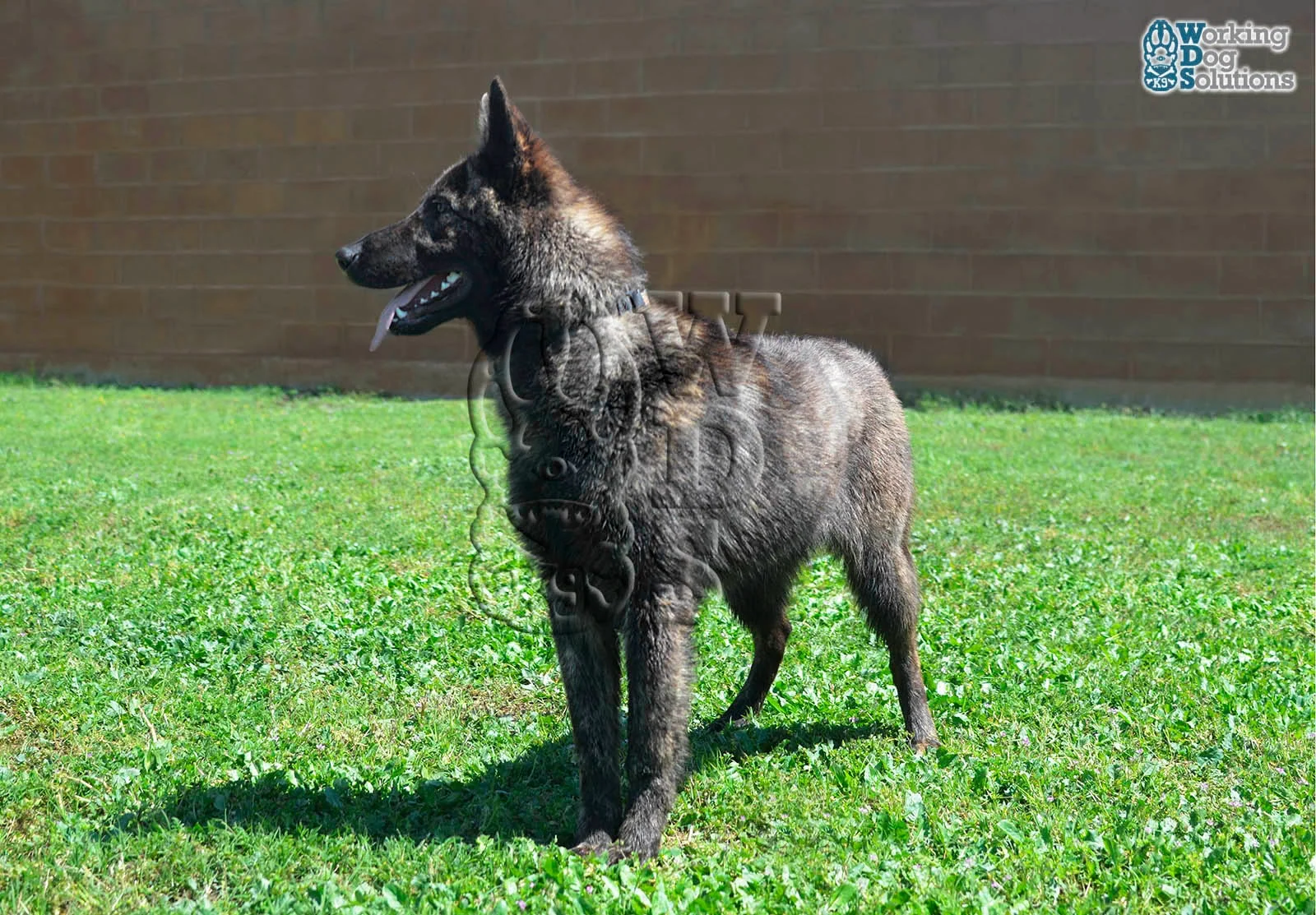 LIMA, perro de Working Dog Solutions