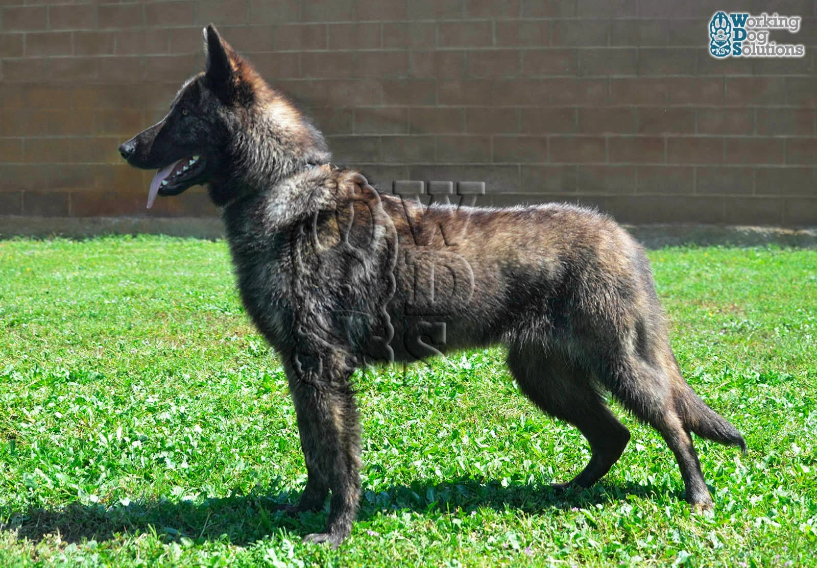 LIMA, perro de Working Dog Solutions