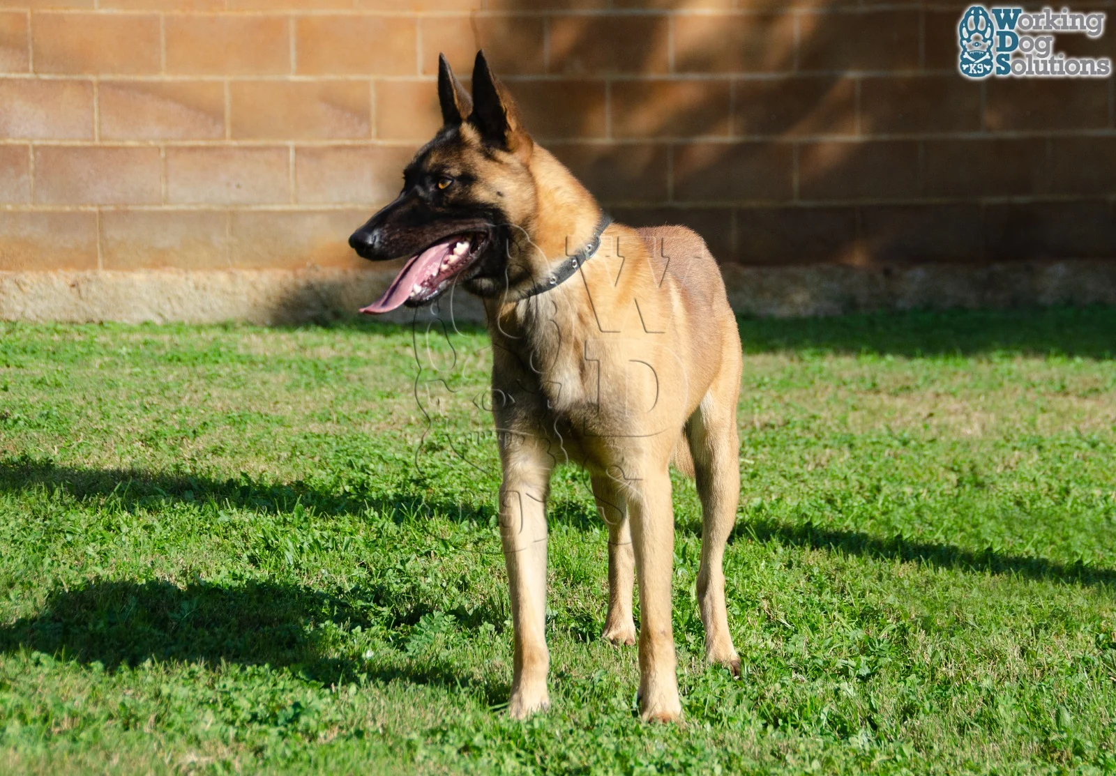 MAX, chien de Working Dog Solutions