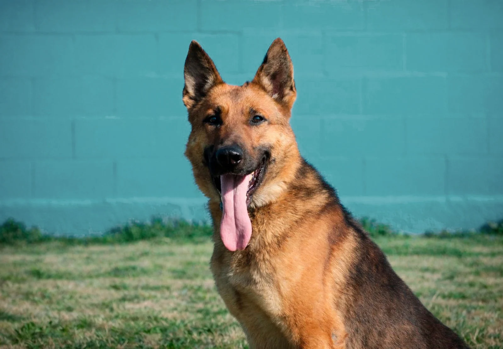 PIT, chien de Working Dog Solutions