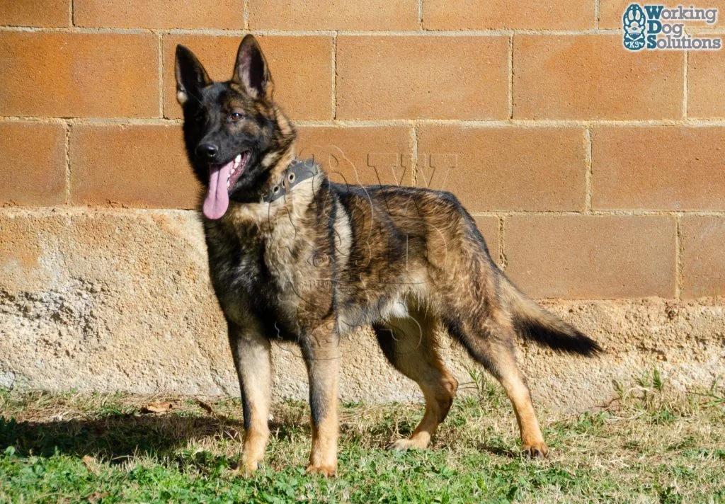 REX, perro de Working Dog Solutions
