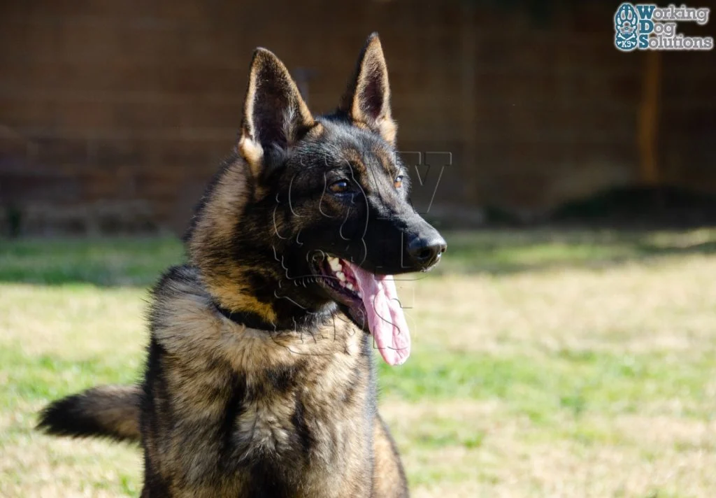 REX, perro de Working Dog Solutions