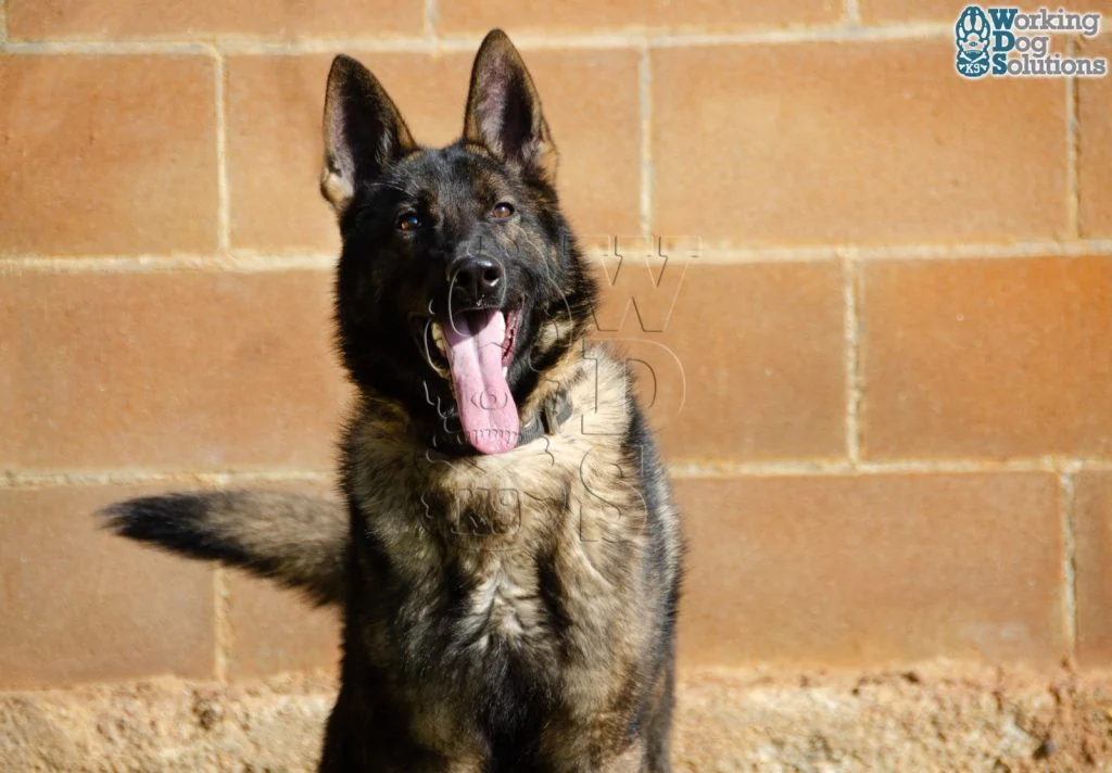REX, perro de Working Dog Solutions