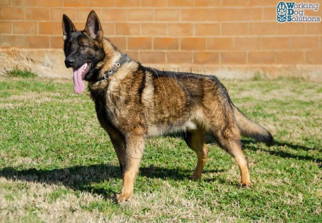 REX, perro de Working Dog Solutions