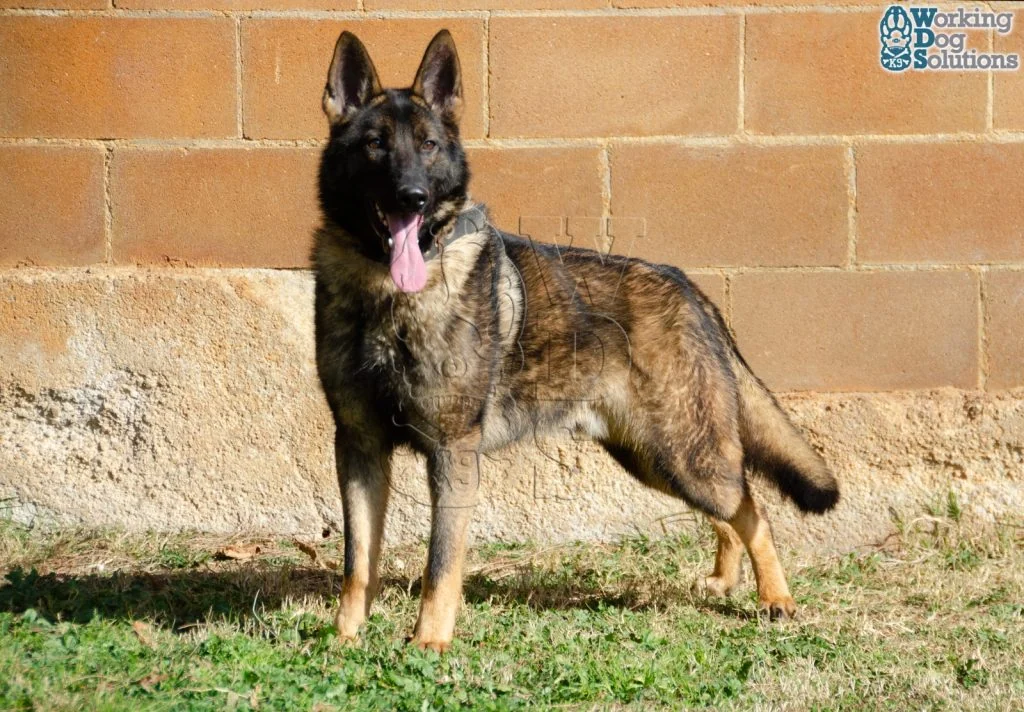 REX, perro de Working Dog Solutions