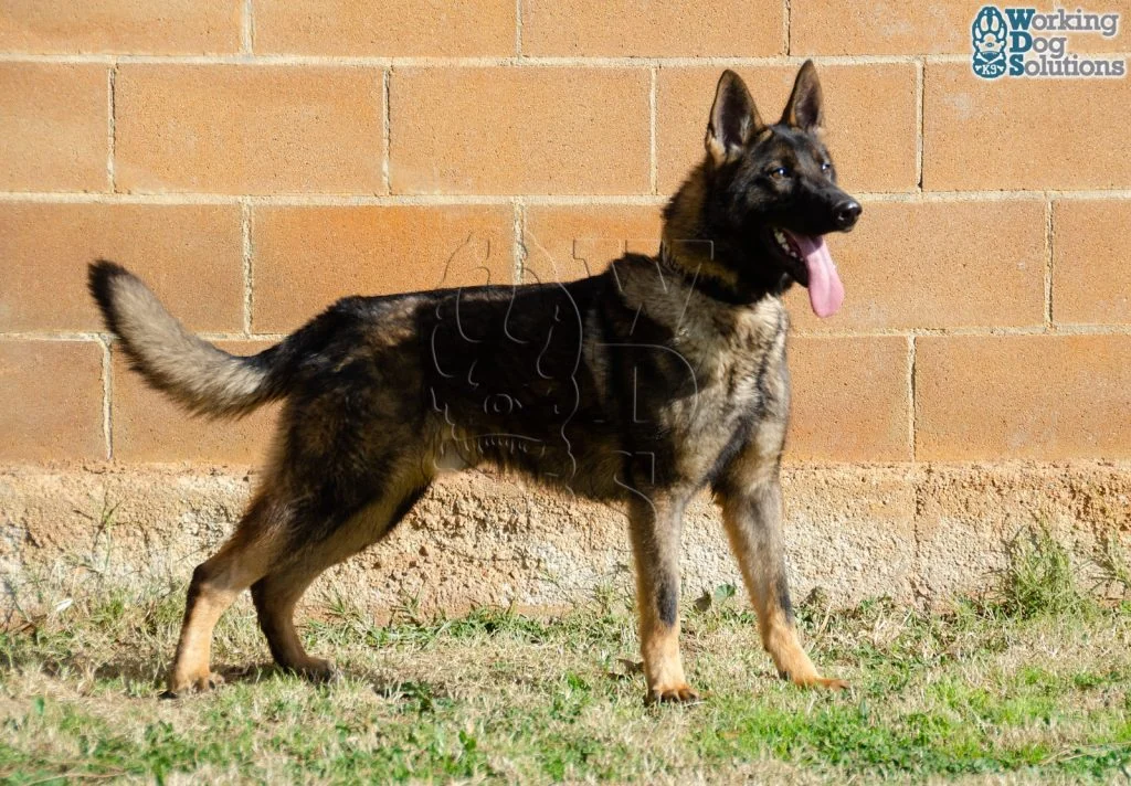 REX, perro de Working Dog Solutions