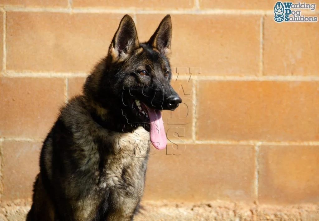 REX, perro de Working Dog Solutions