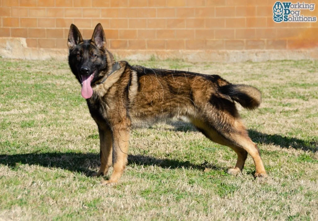 REX, perro de Working Dog Solutions