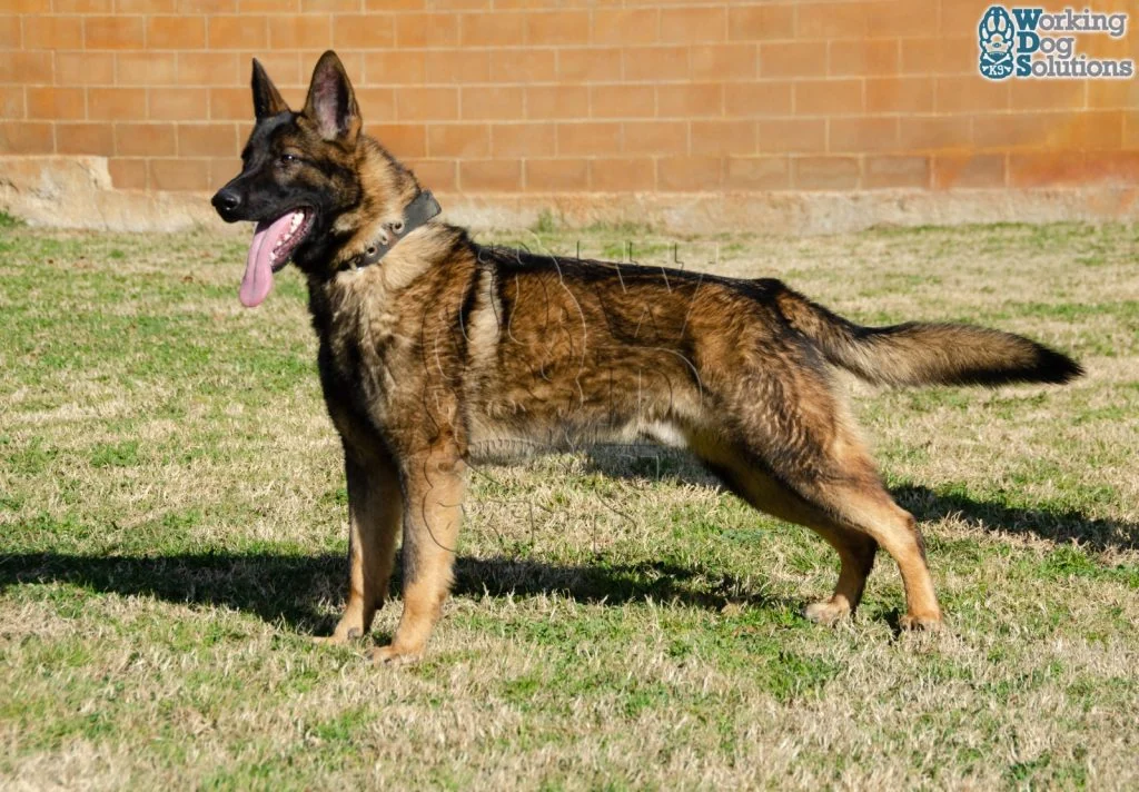 REX, perro de Working Dog Solutions